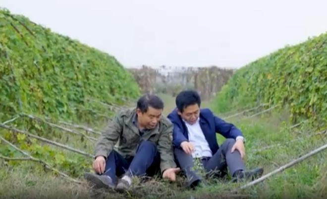 农民又“立大功”！2023年湖南农民兄弟花11年种出“树上虫草”(图2)