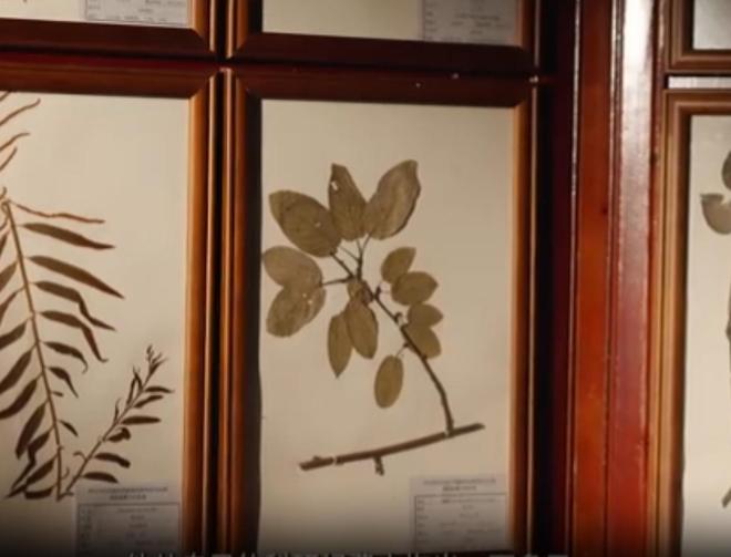 农民又“立大功”！2023年湖南农民兄弟花11年种出“树上虫草”(图5)