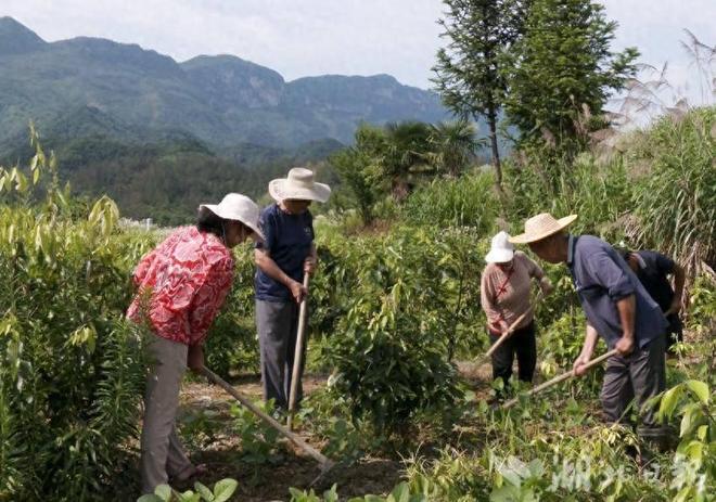 农民又“立大功”！2023年湖南农民兄弟花11年种出“树上虫草”(图14)