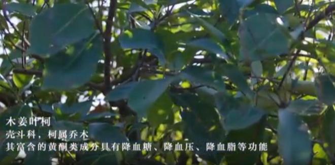 农民又“立大功”！2023年湖南农民兄弟花11年种出“树上虫草”(图7)