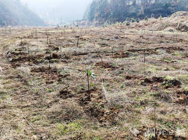 农民又“立大功”！2023年湖南农民兄弟花11年种出“树上虫草”(图15)