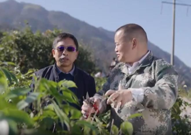 农民又“立大功”！2023年湖南农民兄弟花11年种出“树上虫草”(图12)