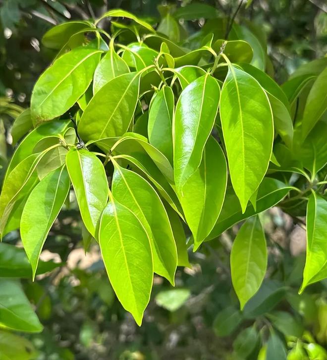 农民又“立大功”！2023年湖南农民兄弟花11年种出“树上虫草”(图24)