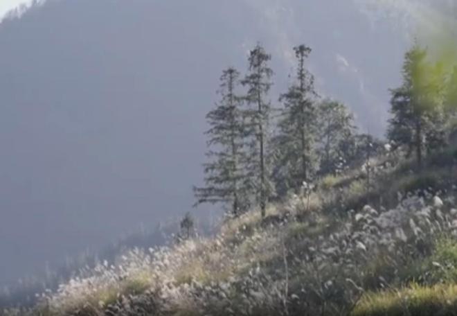 农民又“立大功”！2023年湖南农民兄弟花11年种出“树上虫草”(图26)