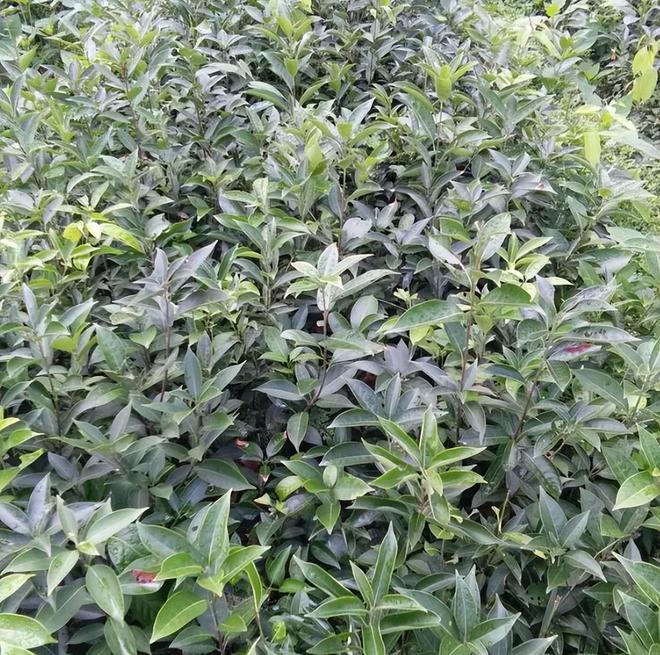 农民又“立大功”！2023年湖南农民兄弟花11年种出“树上虫草”(图23)