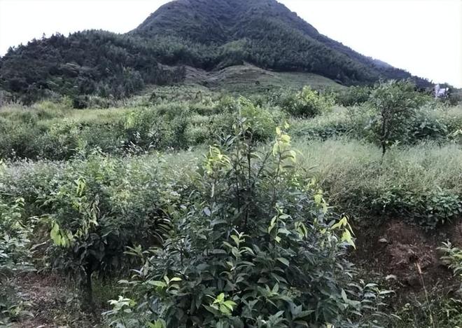 农民又“立大功”！2023年湖南农民兄弟花11年种出“树上虫草”(图29)