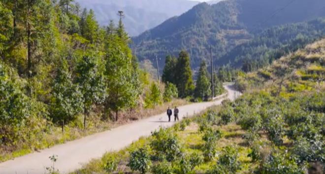 农民又“立大功”！2023年湖南农民兄弟花11年种出“树上虫草”(图20)