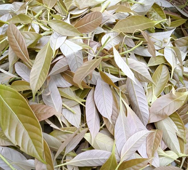 农民又“立大功”！2023年湖南农民兄弟花11年种出“树上虫草”(图27)