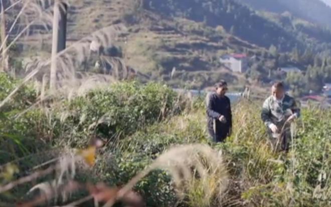 农民又“立大功”！2023年湖南农民兄弟花11年种出“树上虫草”(图30)