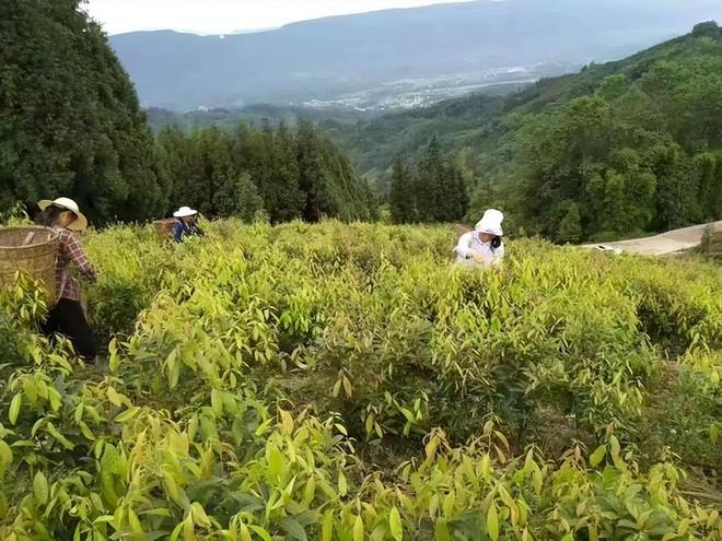 农民又“立大功”！2023年湖南农民兄弟花11年种出“树上虫草”(图22)