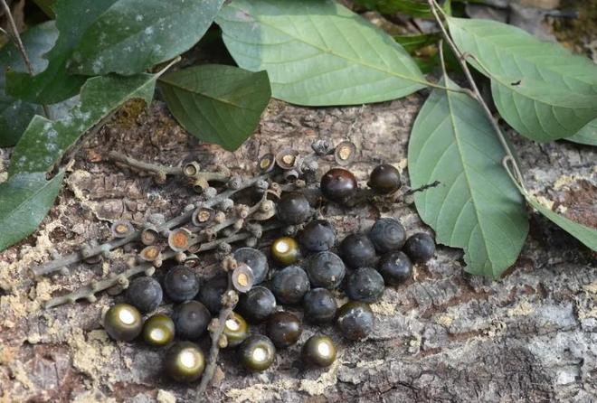 农民又“立大功”！2023年湖南农民兄弟花11年种出“树上虫草”(图25)