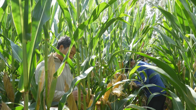 粮满仓·好丰光“吨半粮”助力建设更高水平“齐鲁粮仓”(图1)