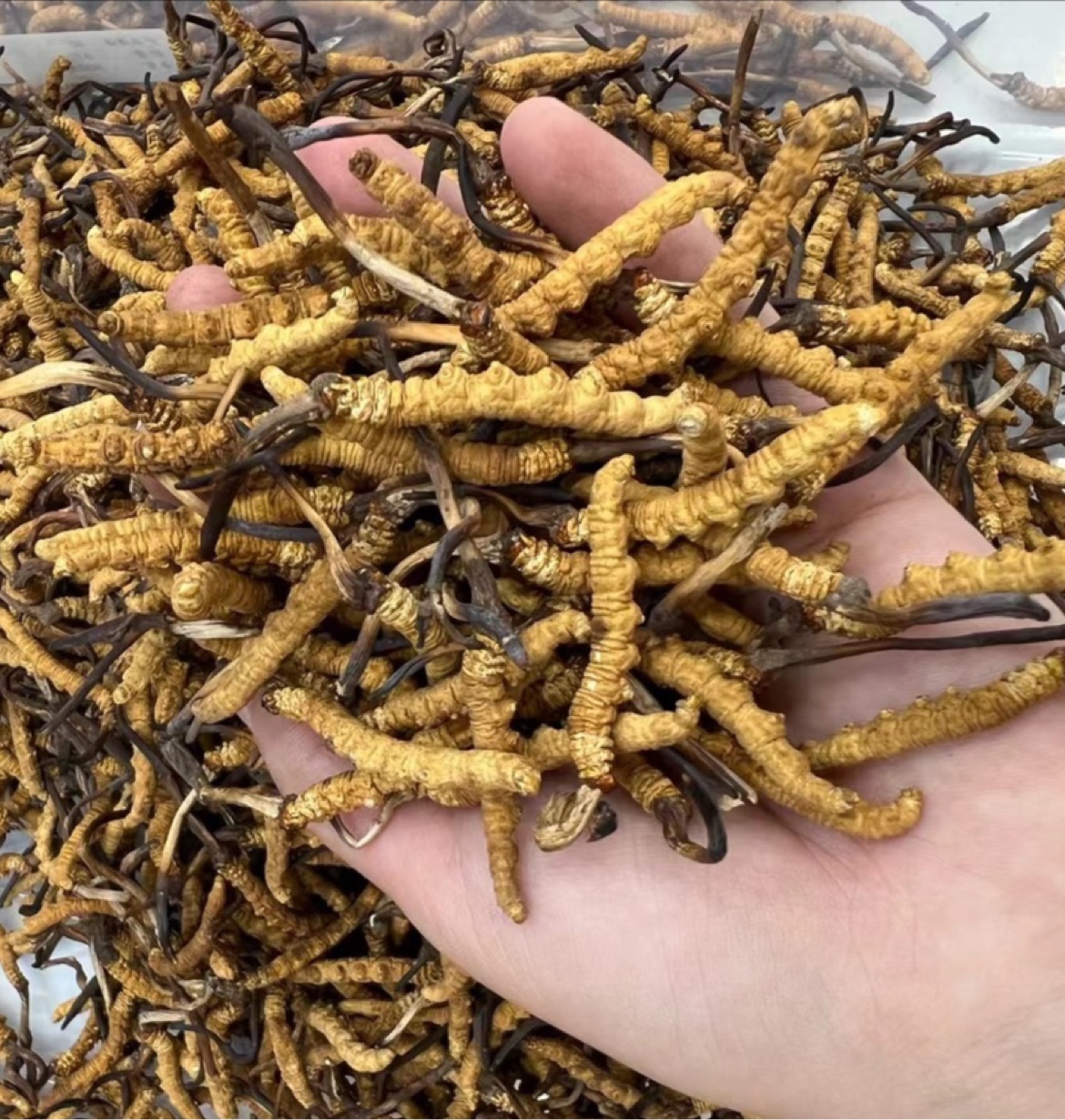 【“特”“优”工程助推农业高质量发展】山西农大（省农科院）“特”“优”工程项目带动芮城菊花全产业链提质增效(图1)