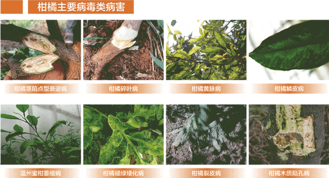 23位植保专家联袂巨献！集成国内外前沿成果筑牢柑橘绿色防控技术屏障(图1)