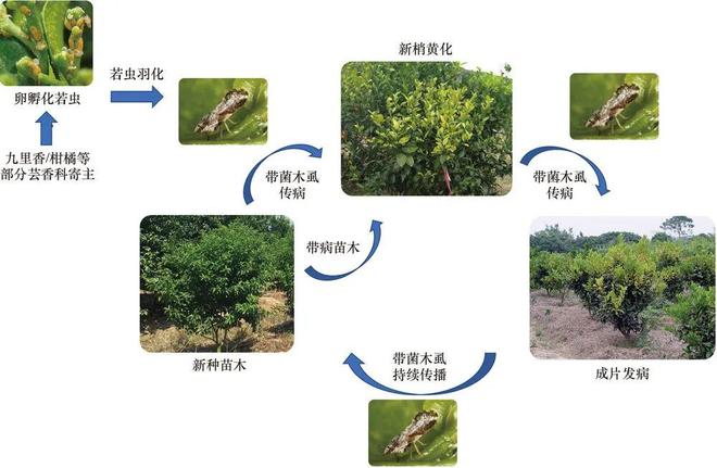 23位植保专家联袂巨献！集成国内外前沿成果筑牢柑橘绿色防控技术屏障(图3)