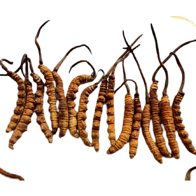 王辽平的“升级”路：从培训学员到乡村“讲师”(图1)