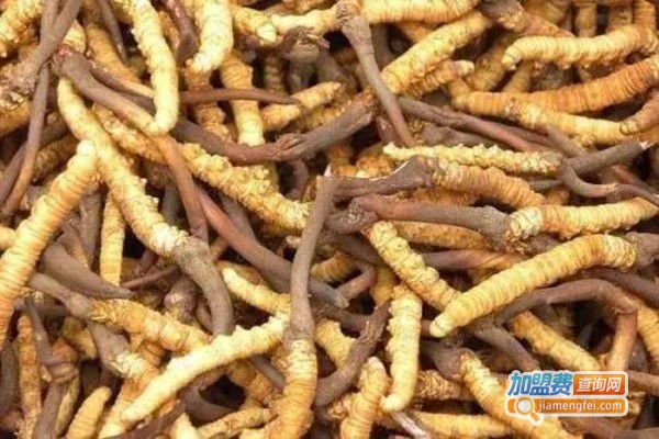 数智赋能高原“黄金草”青海数疗智能科技冬虫夏草培育项目在西宁城西区奠基(图1)