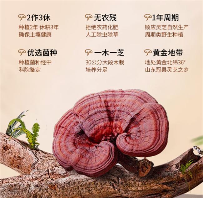 灵芝孢子粉哪个品牌靠谱？前十靠谱品牌实测安全品质双保障(图4)
