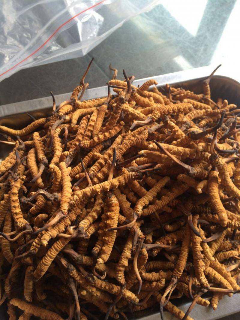 沙荒地上探索设施农业(图1)