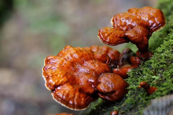 燕窝、阿胶、虫草……九大滋补品「真相」曝光！(图18)