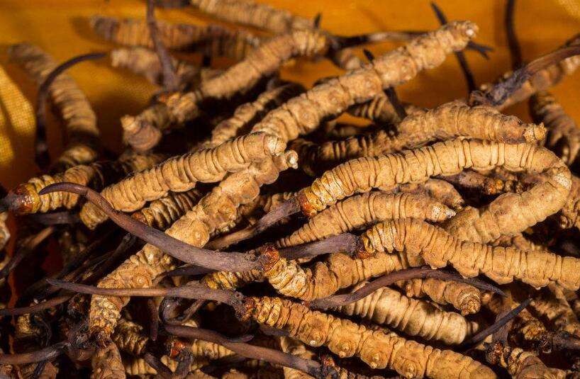 2025年青海林草产业提质增效成果显著(图1)