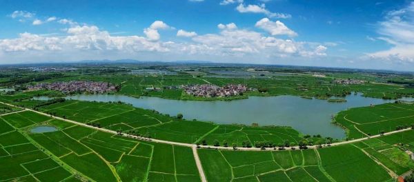 荣炳：深耕特色农业全链提质绘就乡村振兴新图景(图1)