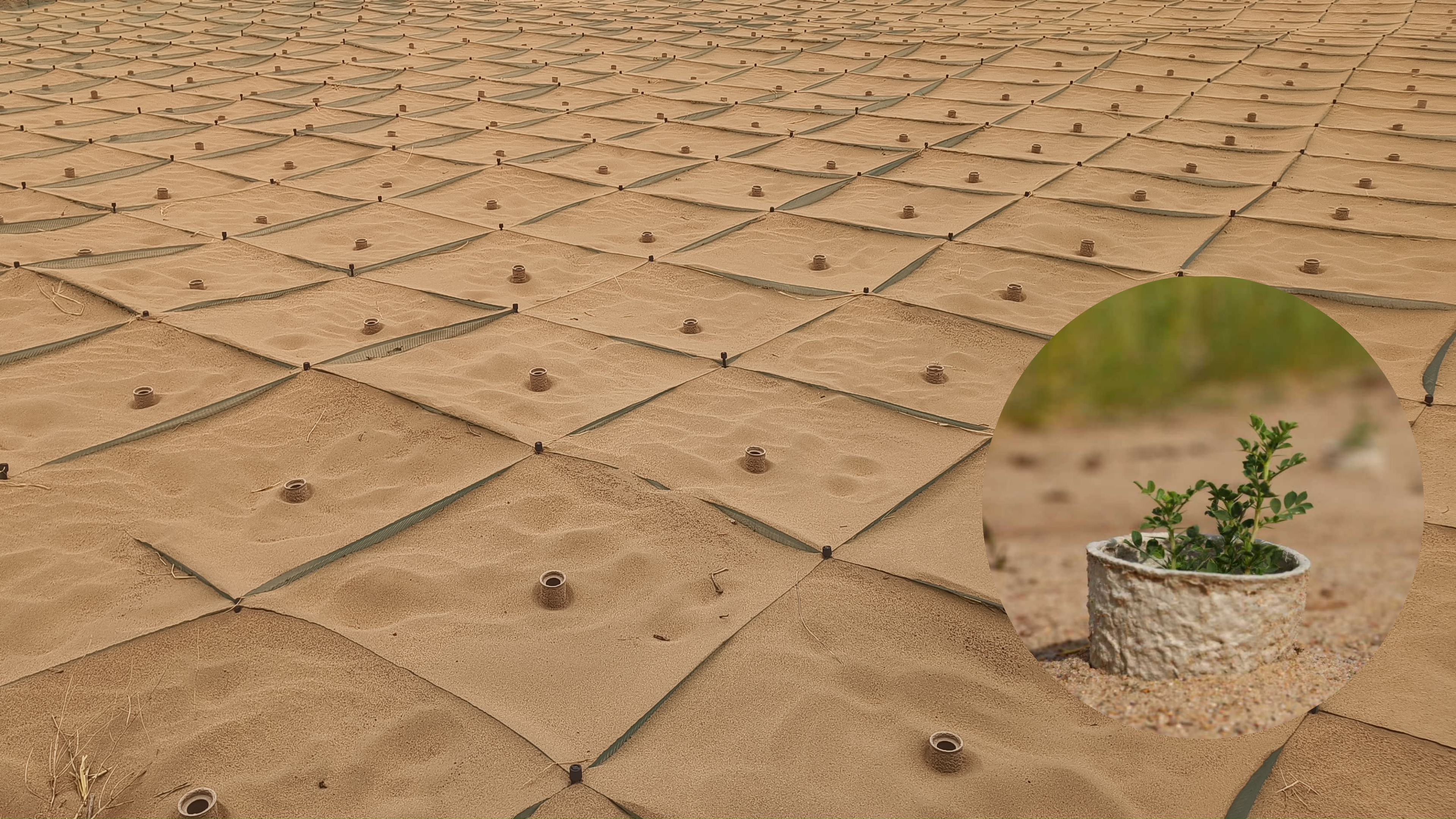 生态产业规划前置蒙草生态创新草种科技助力长效防沙治沙(图9)