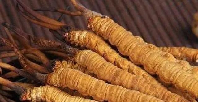 聚焦北大荒八五四分公司：“五良融合”筑牢粮食安全根基(图1)