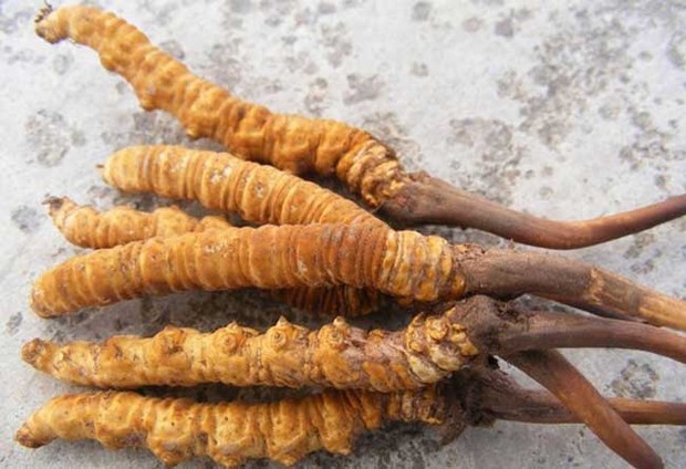 深化青港青澳交流合作助推青海高质量发展(图1)