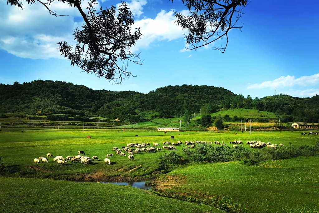 活蚕育虫草新技术(图1)