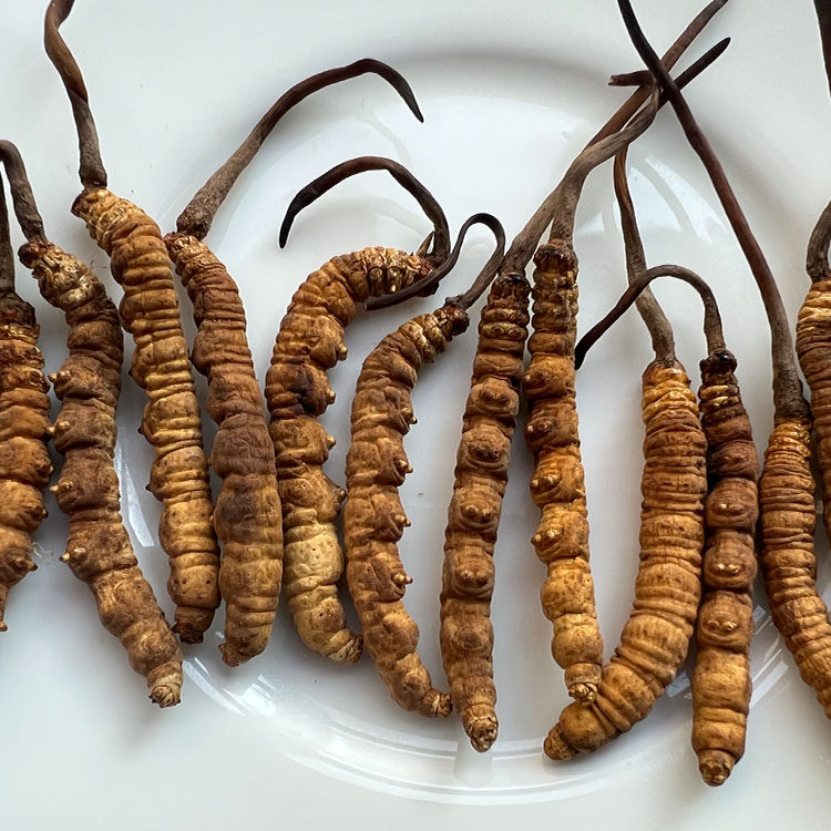 上榜！曲江“润冬夏冬虫夏草”获评全国特质农产品(图1)