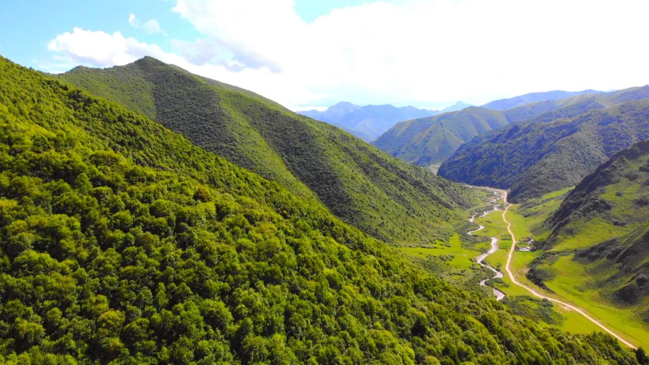 甘肃岷县“十四五”林草事业高质量发展纪实(图2)