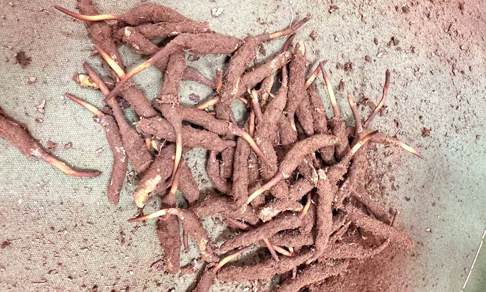 2025年新鲜虫草价格多少钱一根(图1)