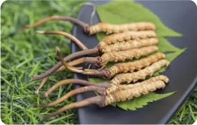 冬虫夏草行业与当下热点深度关联：解锁传统滋补品的新机遇(图1)