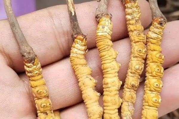 山西省现代农业马铃薯产业技术体系开展年度工作推进会暨现场观摩活动(图1)