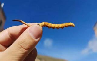 金山人缘聚米格阳光WPS团队再创“新金山”(图1)