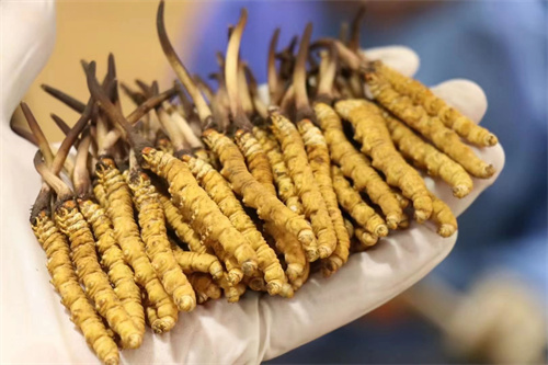 肇庆广宁：“人才飞地”再落两子！跨区域引智赋能特色农业升级(图1)