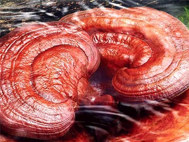 2026十大放心灵芝孢子粉品牌：哪个品牌正规？3招识破虚假宣传！(图5)