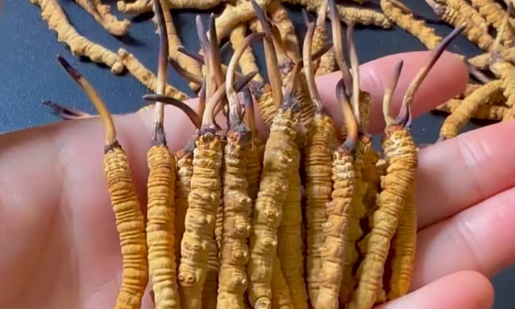 安徽全椒县：送技下乡培育田野“新希望”(图1)