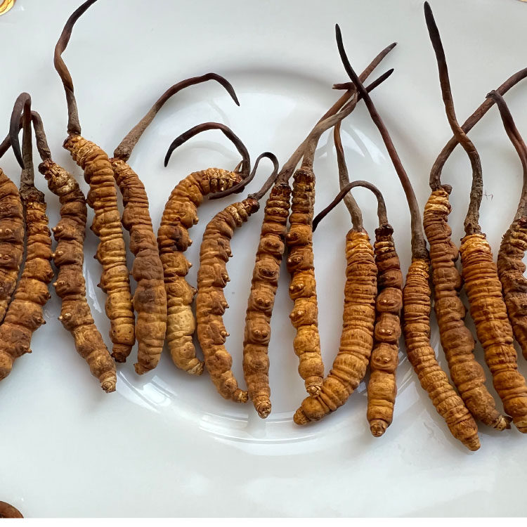 网购虫草乱象调查：年销20万根的冬虫夏草是胶水拼的(图1)