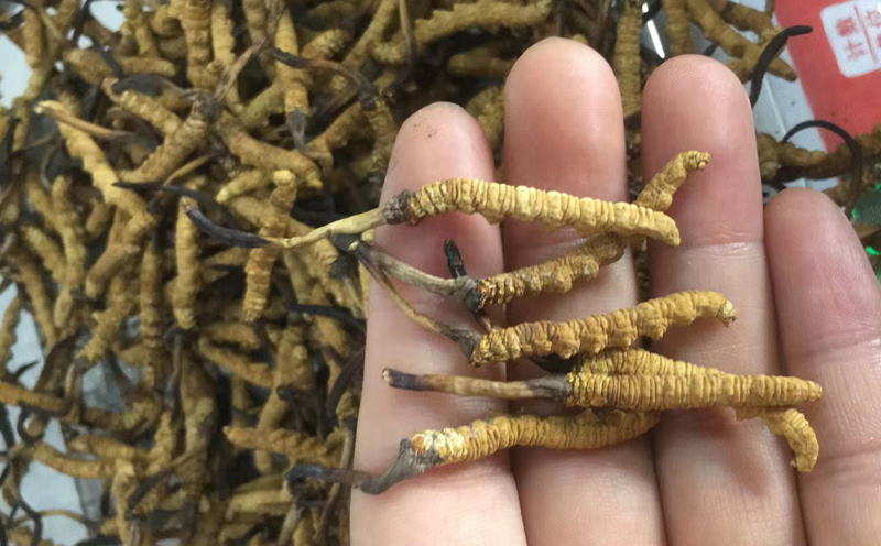 某网店销售人工培育虫草宣称为“野生虫草”成都新都区市场监督管理局：已对店铺经营者违法行为立案(图1)