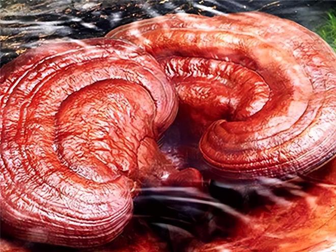 无添加灵芝孢子粉哪个好？2026十大放心品牌0辅料更纯粹(图3)