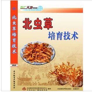 像虫草的桑葚您品过吗(图1)