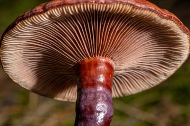 长期吃更安心！灵芝孢子选什么牌子安全？2026十大安全品牌排行(图2)