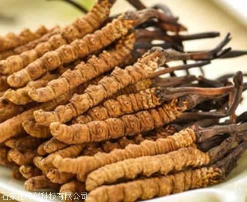 江西永修：农技赋能油料轮作示范助力农户一地多收(图1)