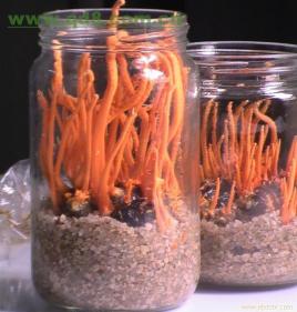 永固镇：深入田间地头抓实小麦种植筑牢粮食安全根基(图1)