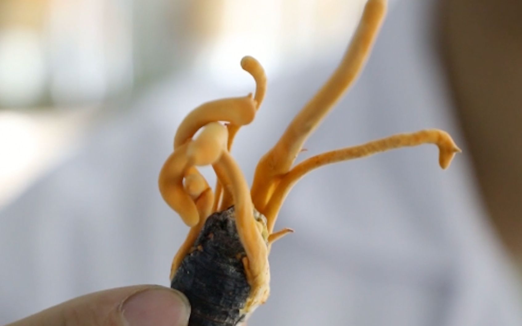 增“智”活“芯”延链生金(图1)