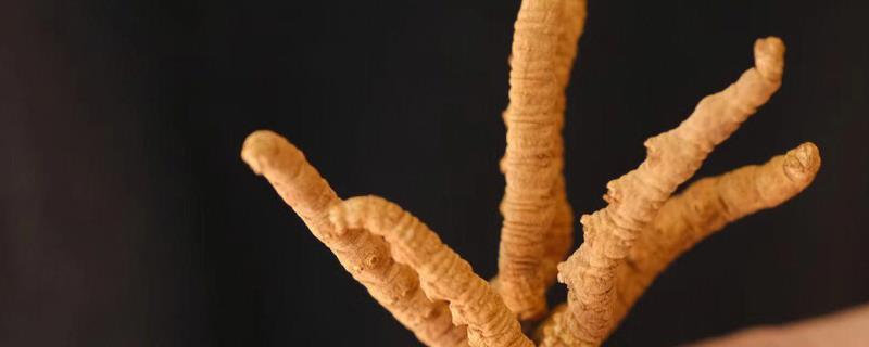 什么是冬虫夏草不可人工种植(图1)