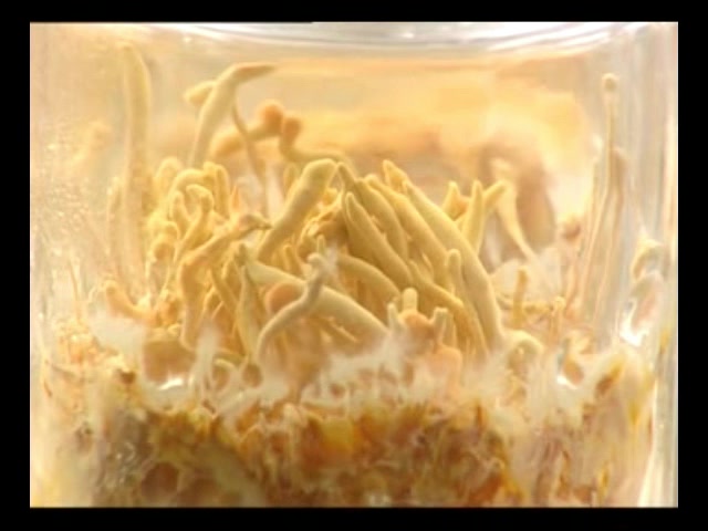 粮食稳产业兴乡村美(图1)