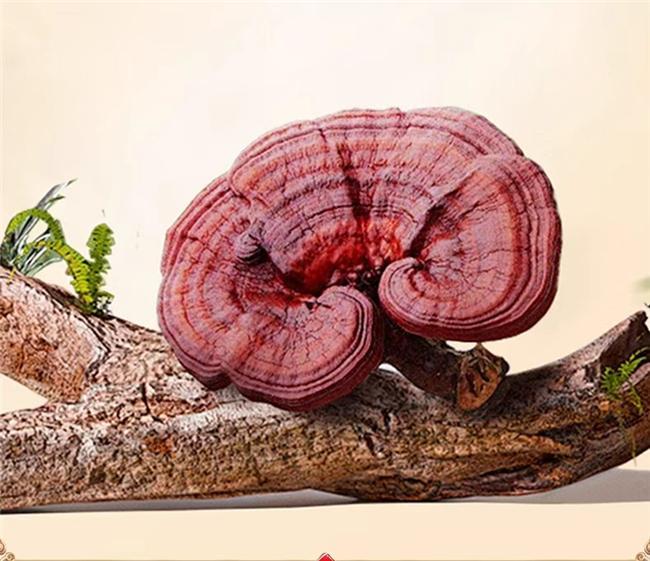 中老年必看！2026最新安心品牌榜单：灵芝孢子粉哪个牌子值得买？(图5)